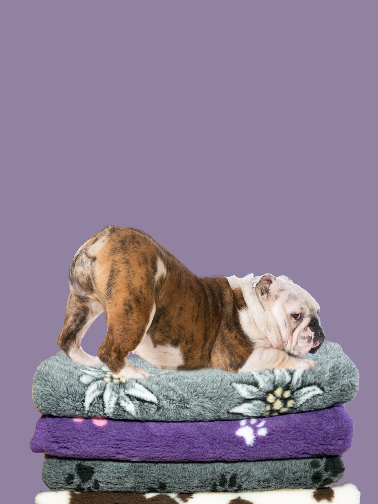 Pet Network Online Pet Supplies Vet Bed Dog Show Grooming